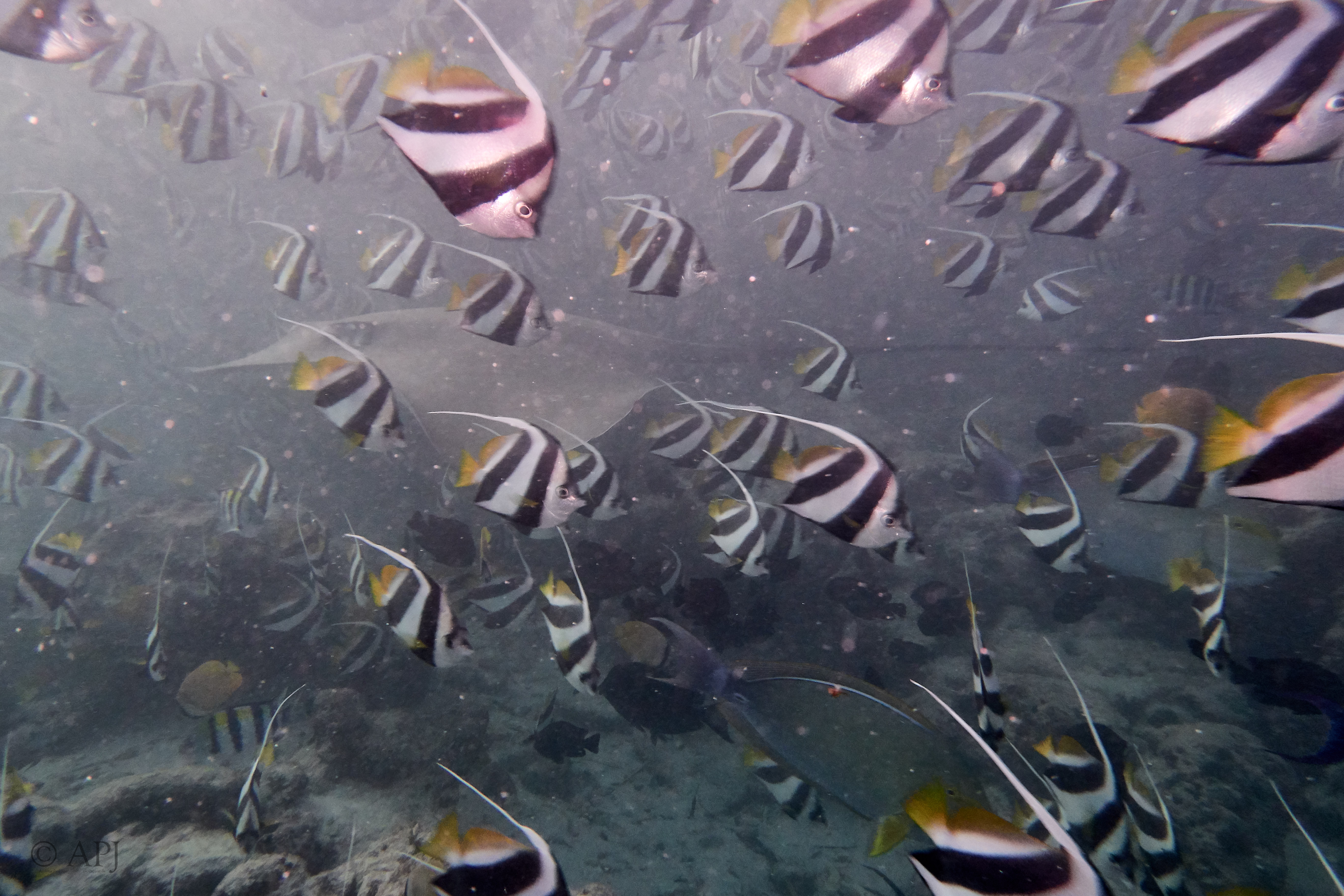 000073 13 08 17  Canon PowerShot G7 X Mark II   Malediven2017